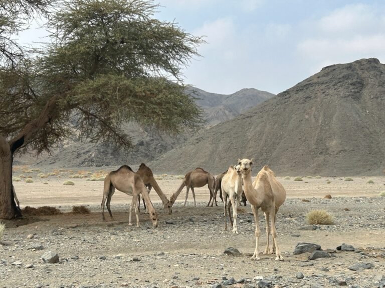 Parc National de Wadi El Gemal