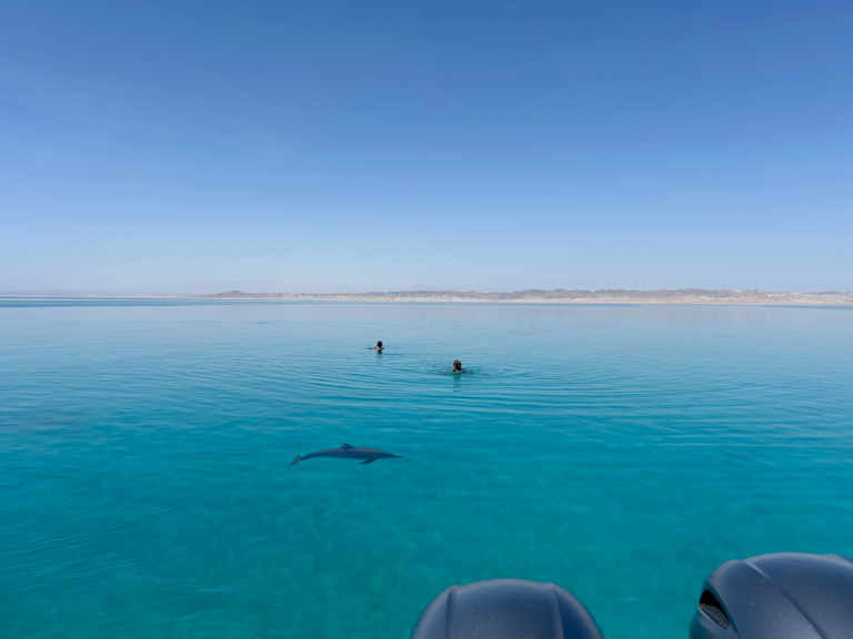 Wadi El Gemal (Speed-boat) 